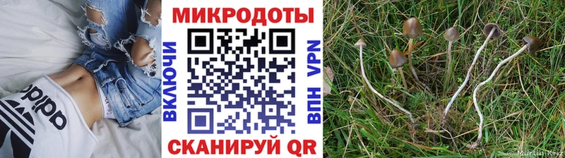 Псилоцибиновые грибы Psilocybe  Прокопьевск 